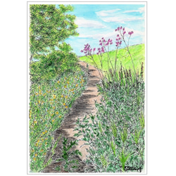 原画一点物 「野の花が咲く小道」 ＜ペンスケッチ＋透明水彩＞ 絵画
