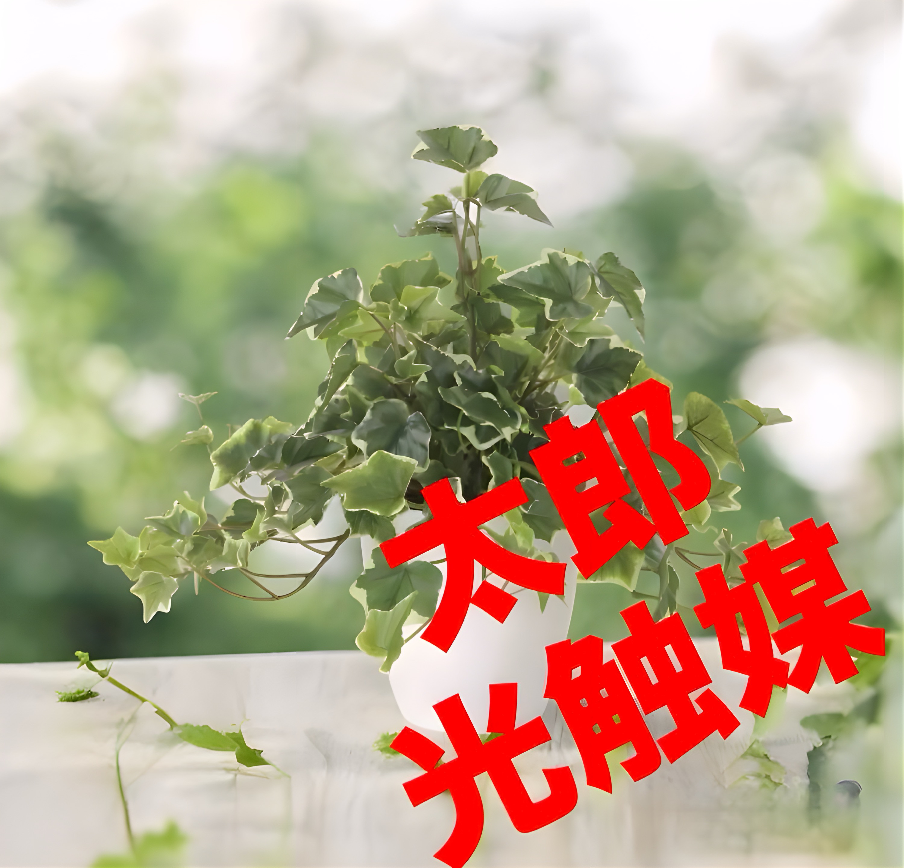 光触媒　人工観葉植物　フェイクグリーン　フレッシュ斑入りアイビー