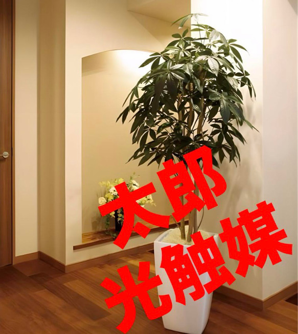 光触媒 人工観葉植物 フェイクグリーン アーバンパキラ1.8m - 最安値販売