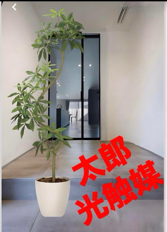 光触媒　人工観葉植物　ウォールグリーン　フェイクグリーン　ツイストパキラ2.1 光触媒 人工観葉植物 ウォールグリーン フェイクグリーン ツイスト