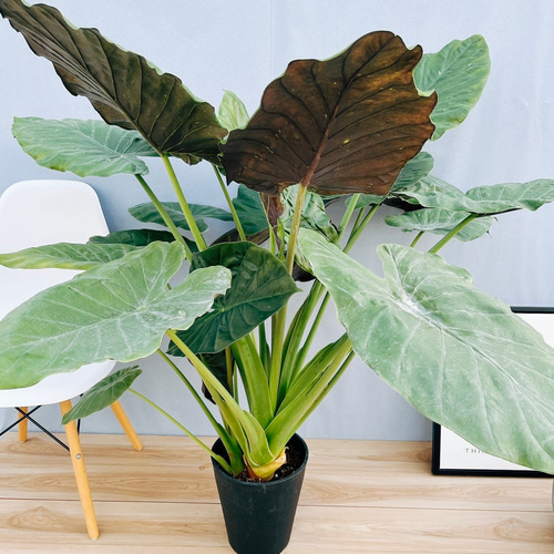 現品］ボリューム満点！ 2番 アロカシア ウェンティ 8号 観葉植物 室内