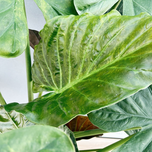現品］ボリューム満点！ 2番 アロカシア ウェンティ 8号 観葉植物 室内
