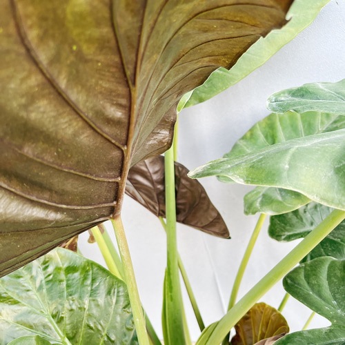 へ*こ様 アロカシア ウェンティ 斑入り サンセットゴールド 2025年最新