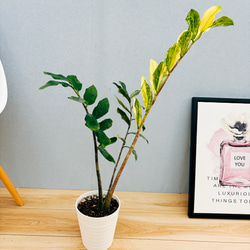 現品］【希少】2番 ザミオクルカス ザミフォーリア 斑入り 5号