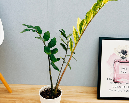 現品］【希少】2番 ザミオクルカス ザミフォーリア 斑入り 5号