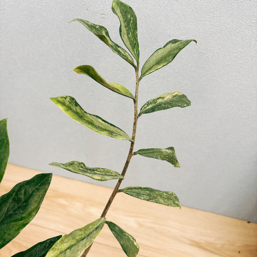 現品］【希少】2番 ザミオクルカス ザミフォーリア 斑入り 5号 観葉