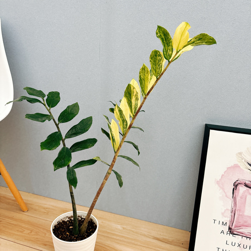 超希少❗️美株❗️ザミオクルカス　ザミフォーリア　斑入り✨ 超希少❗️美株❗️ザミオクルカス ザミフォーリア 斑入り