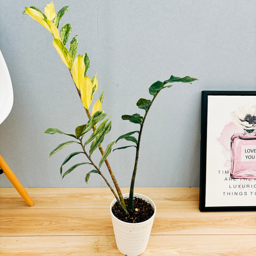 タイ産　ザミオクルカス　ザミフォーリア　ブラックゴールド　斑入り ザミオクルカス ザミフォーリア 斑入り | GREEN LUCK