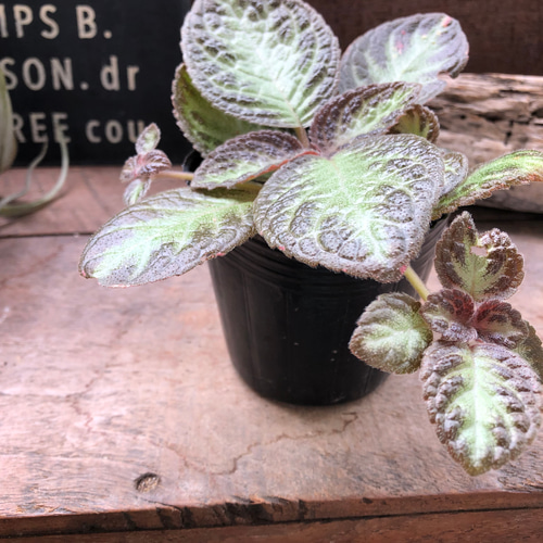 エピスシア♡美しい♡観葉植物♡ガーデニング アートフラワー パリ