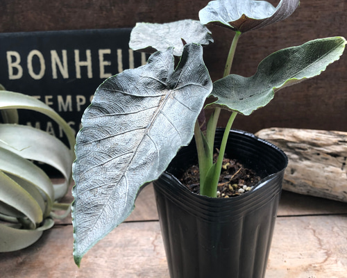 アロカシア　アントロベルベット 4a0b18c418448c278f777b7108ecbd