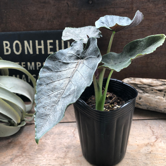 アロカシア　アントロベルベット アロカシア アントロベルベット | GREEN LUCK