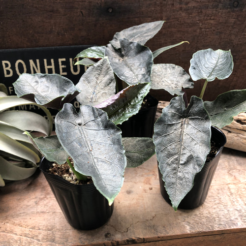 アントロベルベット♡アロカシア♡とても希少♡観葉植物 アート