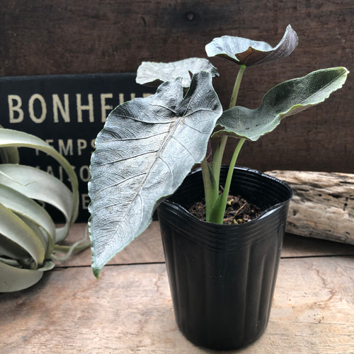 アントロベルベット♡アロカシア♡とても希少♡観葉植物 アート 