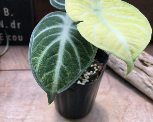 日本初の 斑入り♡ニンジャ♡アロカシア♡とても希少♡観葉植物 アート その他観葉植物