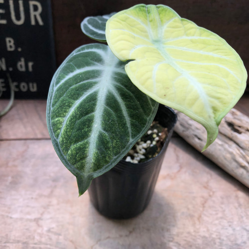 アロカシア シヌアータ 斑入りAlocasia Sinuata フルムーン斑入り