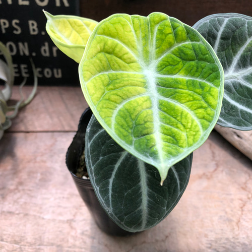斑入り♡ニンジャ♡アロカシア♡とても希少♡観葉植物 アート