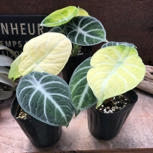 斑入り♡ニンジャ♡アロカシア♡とても希少♡観葉植物 アート