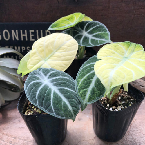斑入り♡ニンジャ♡アロカシア♡とても希少♡観葉植物 アート