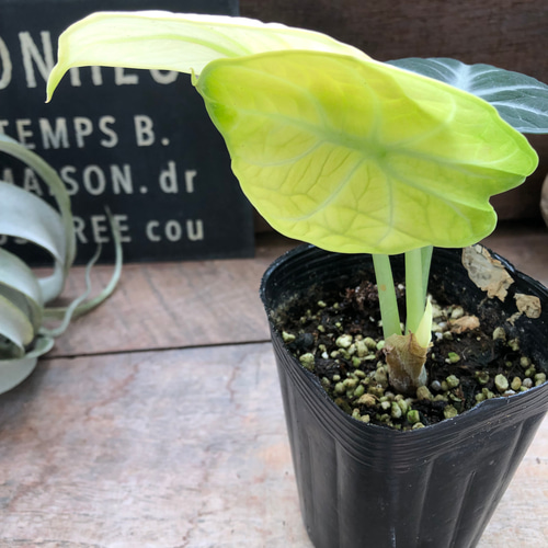 斑入り♡ニンジャ♡アロカシア♡とても希少♡観葉植物 アートフラワー