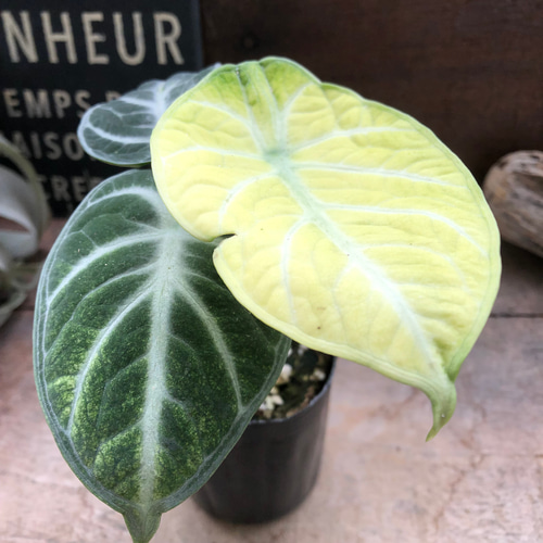 斑入り♡ニンジャ♡アロカシア♡とても希少♡観葉植物 アートフラワー