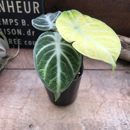 斑入り♡ニンジャ♡アロカシア♡とても希少♡観葉植物 アートフラワー