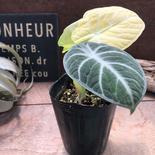 斑入り♡ニンジャ♡アロカシア♡とても希少♡観葉植物 アートフラワー