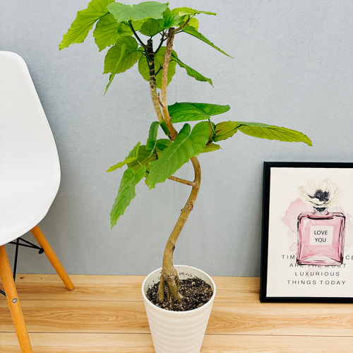 フィカス ウンベラータ 曲がり ファイバー鉢 お皿付き フィカス