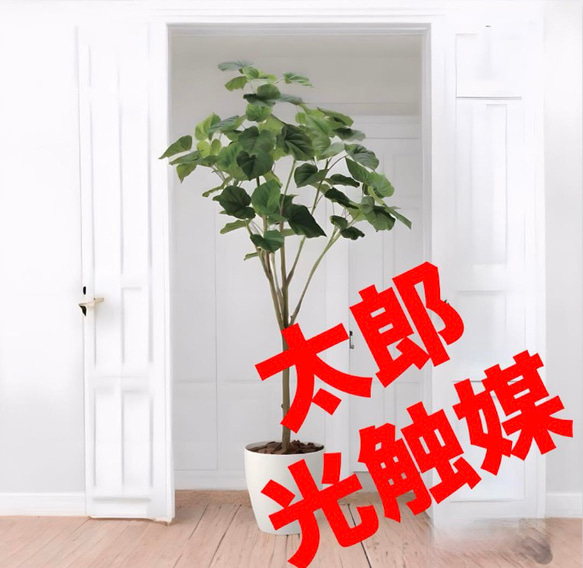 流行に  光触媒 人工観葉植物 フィカスウンベラータ1.7 フェイクグリーン フラワー・ガーデニング