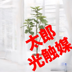 光触媒 人工観葉植物 フェイクグリーン ウンベラータツリー 高さ 1.5m 