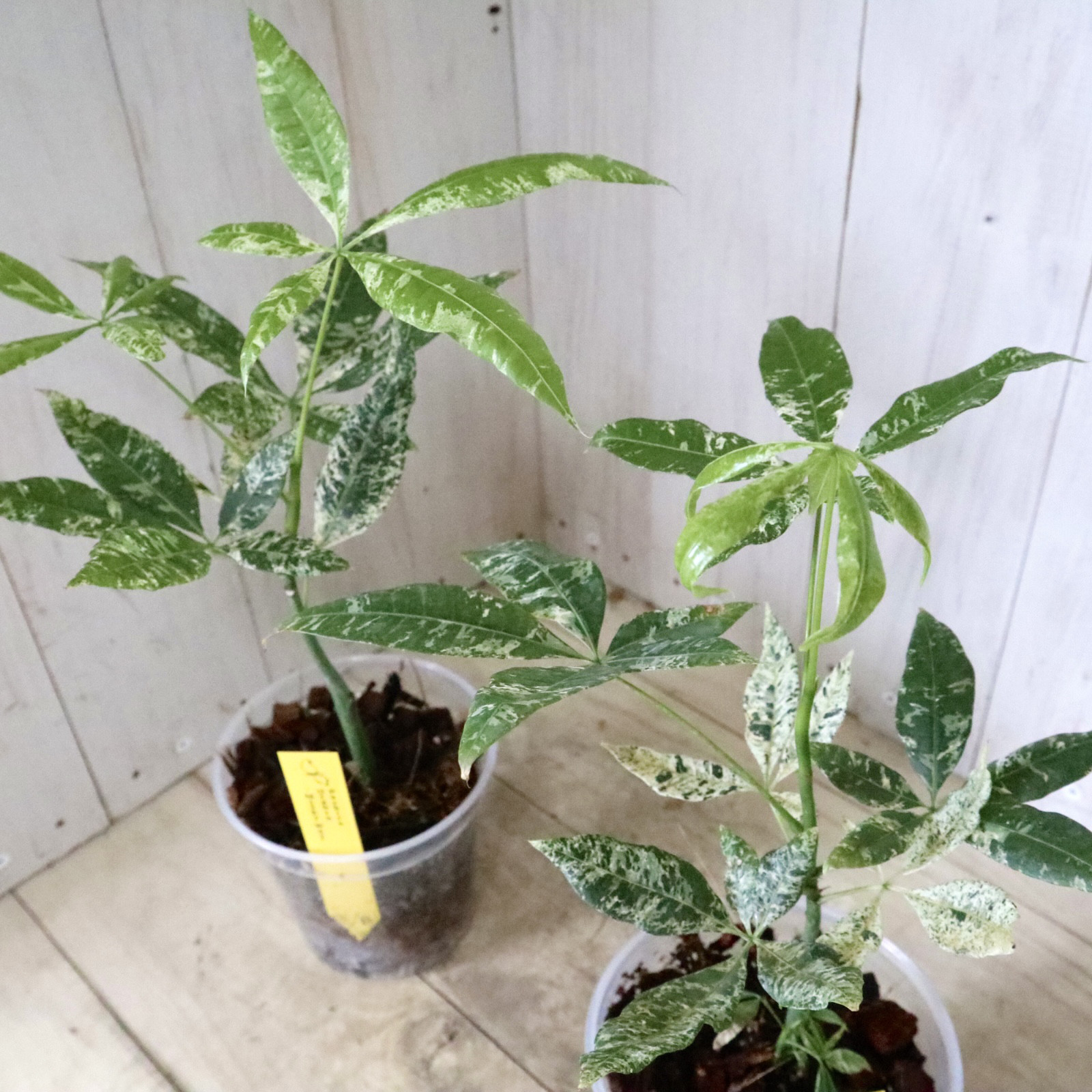 キバナノセッコク 銘品「星降神苑」 富貴蘭 春蘭 セッコク 【公式通販】