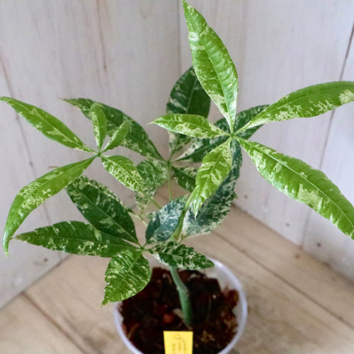 斑入りパキラ　実生苗　4 斑入りパキラ 実生苗 no4 パキラ：斑入り（実生株） 2.5号23-05 の通販