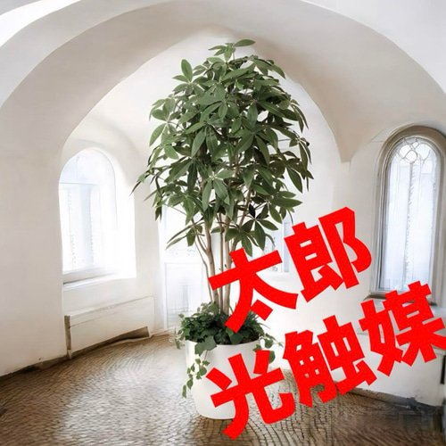 光触媒 人工観葉植物 フェイクグリーン パキラ（植栽付） 高さ 1.8m 