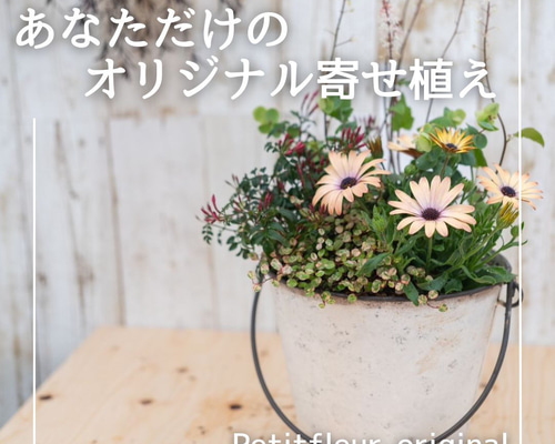 送料込み　アレンジ日本の 花の寄せ植えと　管理番号　16143 送料込み アレンジ日本の 花の寄せ植えと 管理番号 16143