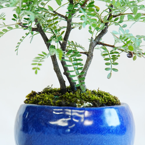 楽天市場】盆栽：磯山椒(いそざんしょう)現品*サンショウ