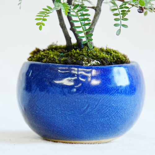 磯山椒（イソザンショウ）小品盆栽 盆栽 石井盆栽 通販 18086767