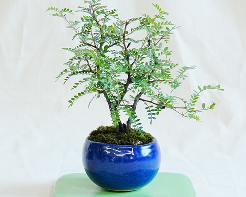 小品盆栽イソザンシヨオ ca6b5fd0b67bab1c756fea1e5a913b