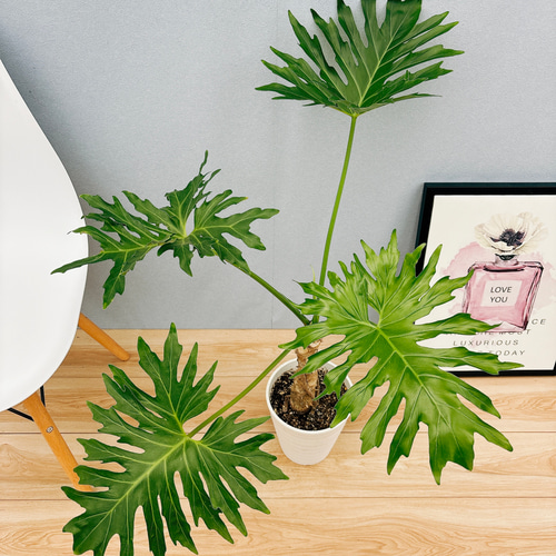 現品］N5 フィロデンドロン セローム 幹上がり 6号 観葉植物 室内