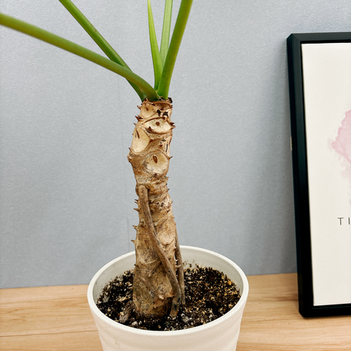 観葉植物セローム 6号鉢 観葉植物/フィロデンドロン：セローム