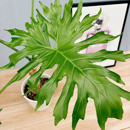 現品］N5 フィロデンドロン セローム 幹上がり 6号 観葉植物