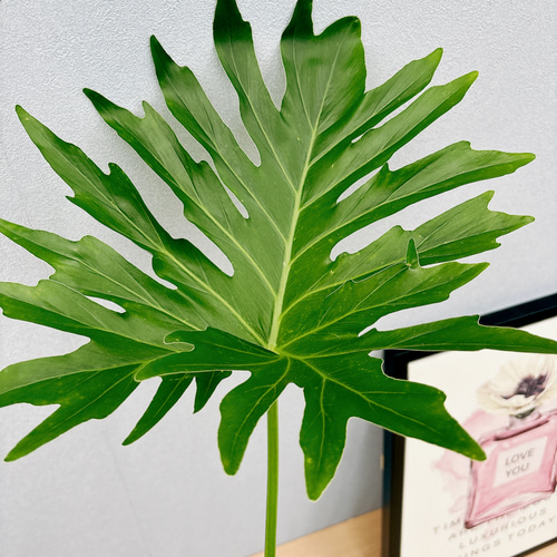 引き取り限定　フィロデンドロン　セローム　6号　幹曲がり　観葉植物 フィロデンドロン：セローム（幹上がり） 6号23-01 の通販