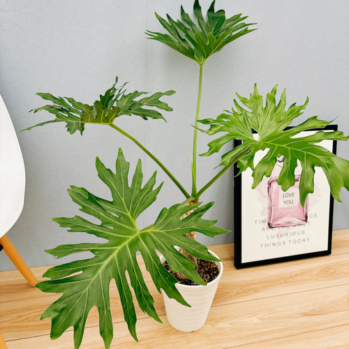 現品］N5 フィロデンドロン セローム 幹上がり 6号 観葉植物 室内