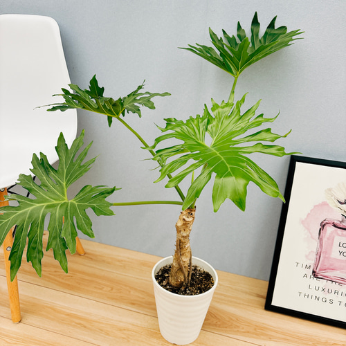 現品］N5 フィロデンドロン セローム 幹上がり 6号 観葉植物