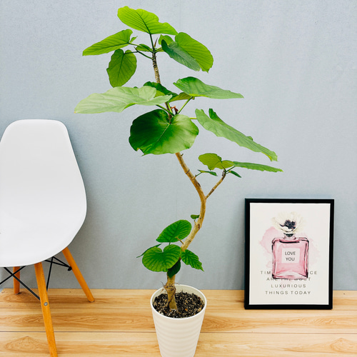 フィカス ウンベラータ 曲がり S字 7号 仕立て ゴムの木 お祝い