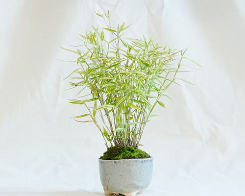 サバの実紋の六方鉢盆栽 工芸品 美術品 置物 大品盆栽：極上糸魚川真柏 現品 しんぱく シンパク Shinpaku