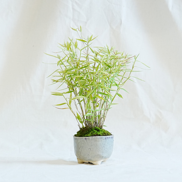 *YUYU・植物とアート♡*専用 笹(ササ) 小品盆栽 b-024 盆栽 石井盆栽 通販 18087347｜Creema(クリーマ)