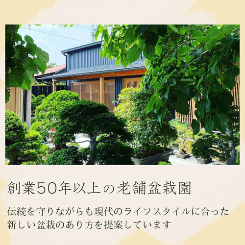 夏藤 ナツフジ 盆栽 夏藤（ナツフジ）小品盆栽 盆栽 石井盆栽 通販 18087497｜Creema