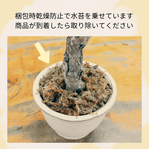 夏藤（ナツフジ）小品盆栽 盆栽 石井盆栽 通販 18087497｜Creema