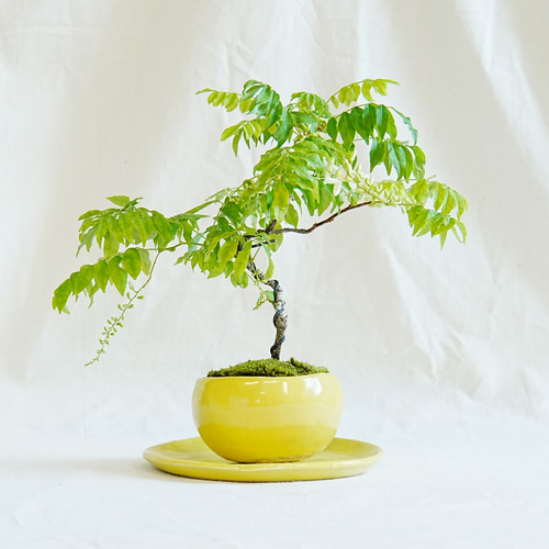 ナツフジ(夏藤) 盆栽 夏藤（ナツフジ）小品盆栽 盆栽 石井盆栽 通販 18087497｜Creema(クリーマ)