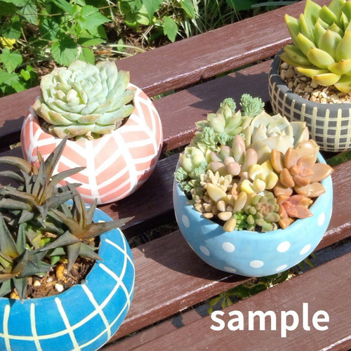 POTOCO 植物鉢 陶器 植木鉢 多肉 鉢 サボテン コーデックス 和物