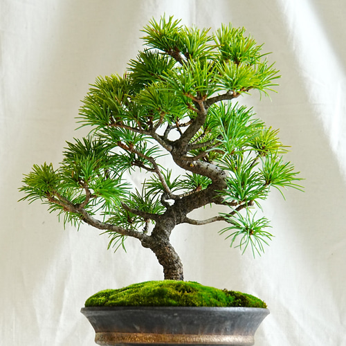 ミニ盆栽 盆栽 雲龍梅盆栽 真柏 黒松 赤松 五葉松